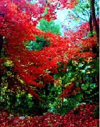 露天風呂　紅葉1.jpg
